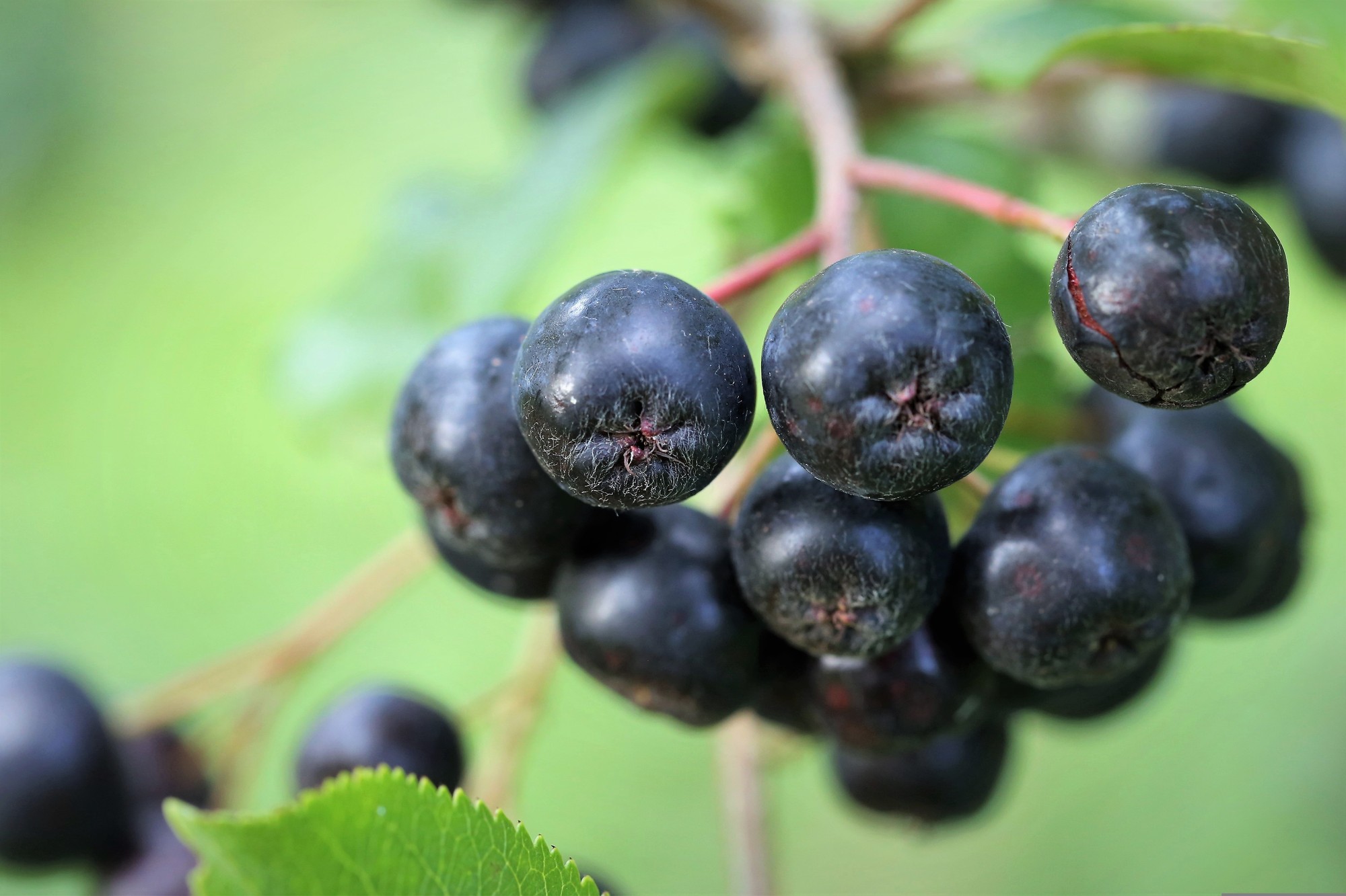 Tmavé plody arónie obsahujú vysoké množstvo antioxidantov, polyfenolov a ďalších látok, ktoré prospievajú cievam a srdcu.