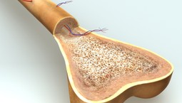 Czy hydrożel stanie się implantem kostnym przyszłości?