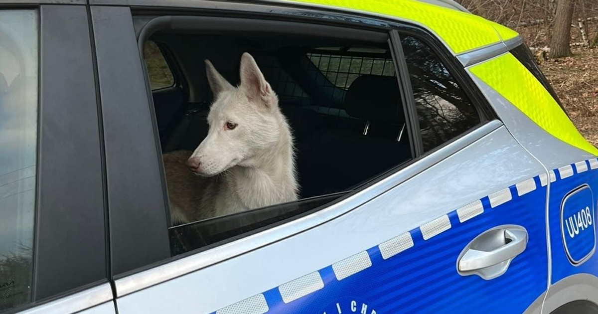 Taki "prezent" zrobił swojemu psu w Wigilię. Mieszkańcy zaalarmowali policję