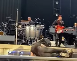 Bruce Springsteen upadł podczas koncertu w Amsterdamie