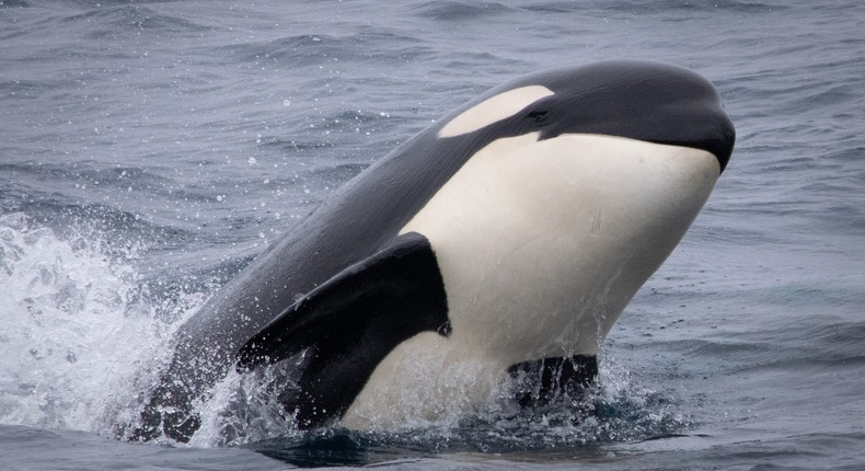 A group of killer whales were spotted playing in Monterey Bay on Sunday.Johanna Domise/Monterey Bay Whale Watch