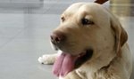 Labrador sam zgłosił się na policję