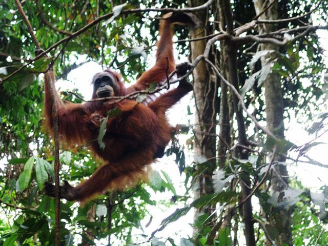 Galeria Indonezja - Orangutany z Sumatry, obrazek 7