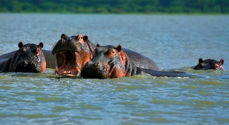 Family Of Hippopotamuses On Lake Naivasha Kenya