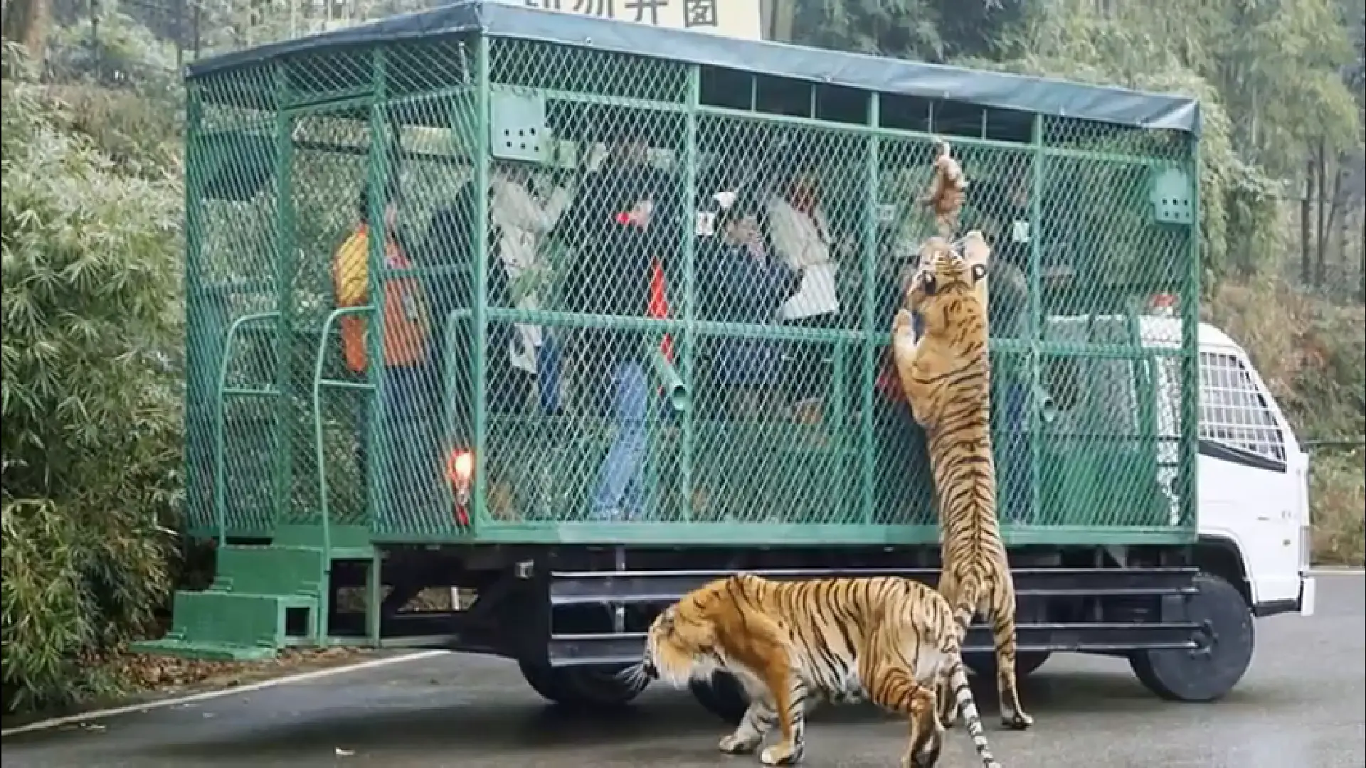 ZOO, w którym to ludzie są zamykani w klatkach