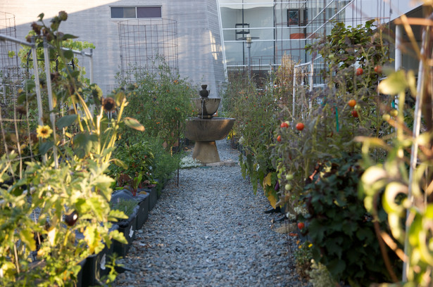 Ogród przy głównej siedzibie Google w Mountain View, USA.