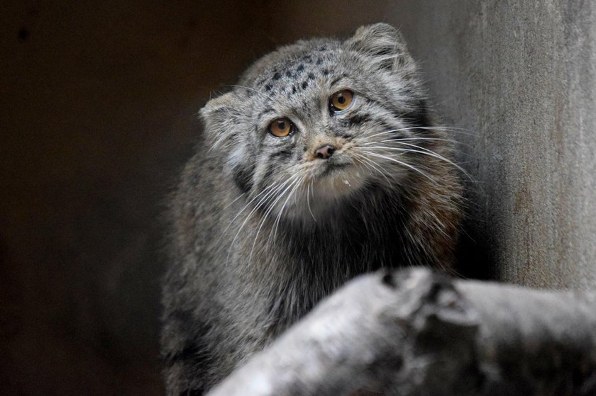 Manul ucienikier wrócił do poznańskiego zoo