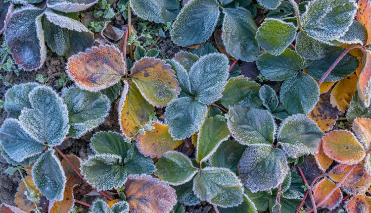 Ciepło już było. Nadciągają mrozy. Tak wygląda najnowsze prognoza pogody