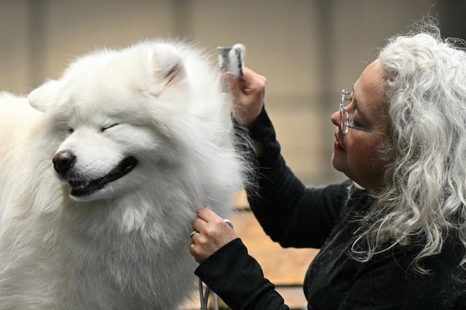 Samojed traži posebnu negu, treba ga četkati minimum tri puta nedeljno, svakodnevno u periodima linjanja