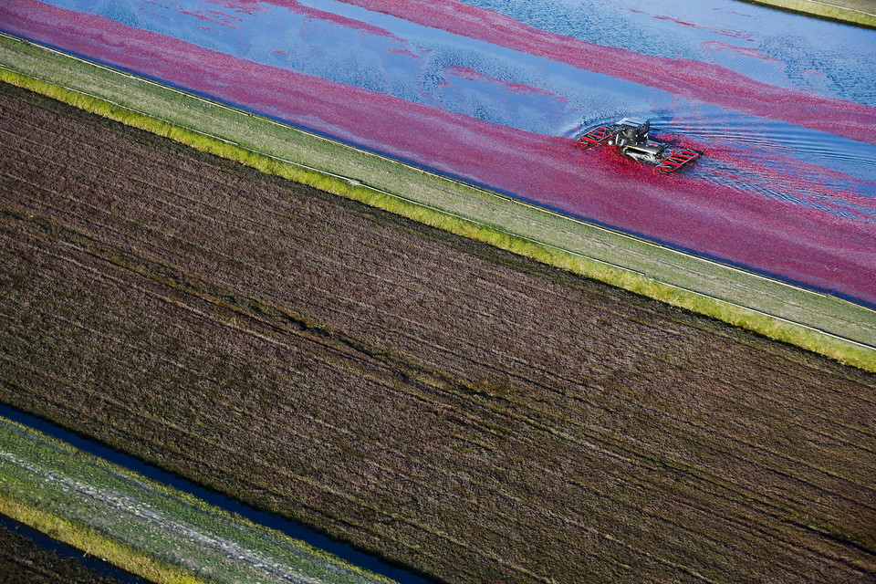 USA CRANBERRY HARVEST