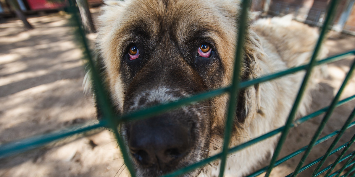 Fundacja Animalsi w Koscierzynie, Pies zabrany Waldemarowi Bonkowskiemu trafil do schroniska