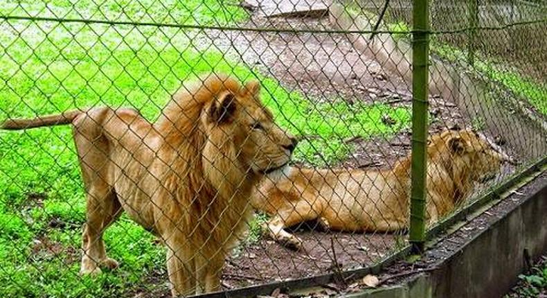 World Lion Day: WildAid says Nigeria’s lions on verge of extinction. [hotels.ng]