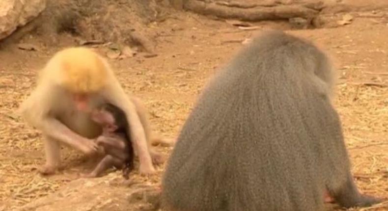 Zookeepers stunned after light-skin baboon gave birth to dark-furred African looking baby