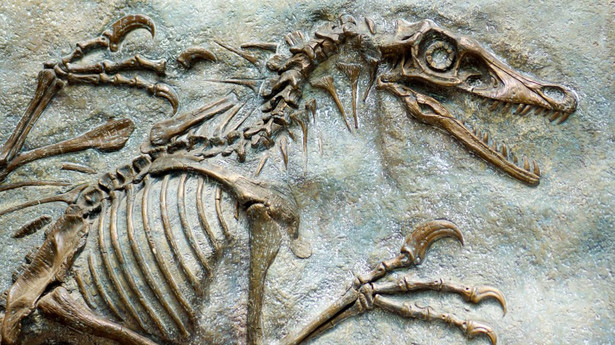 Szkielet megaraptora