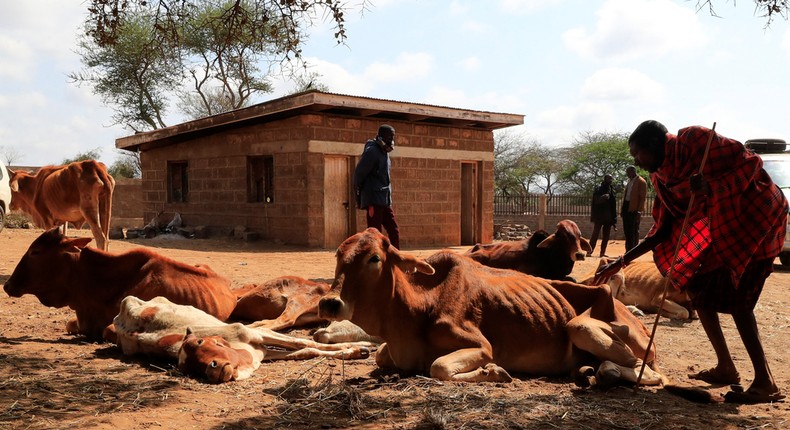 Kenyan Massai Cow Herders