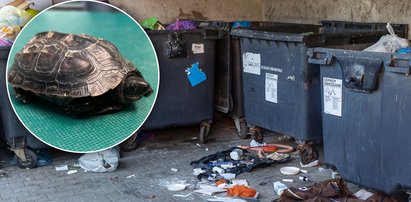 Straszne odkrycie pod śmietnikiem w Lublinie. Mógł być nietrafionym prezentem