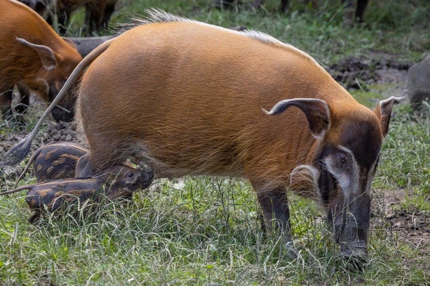 Rodzinka świnek rzecznych w chorzowskim zoo powiększyła się o 8 maluchów