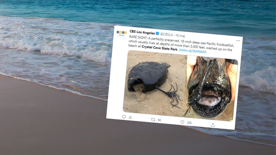 Na brzegu plaży w Kalifornii znaleziono rybę zamieszkującą dno oceanu