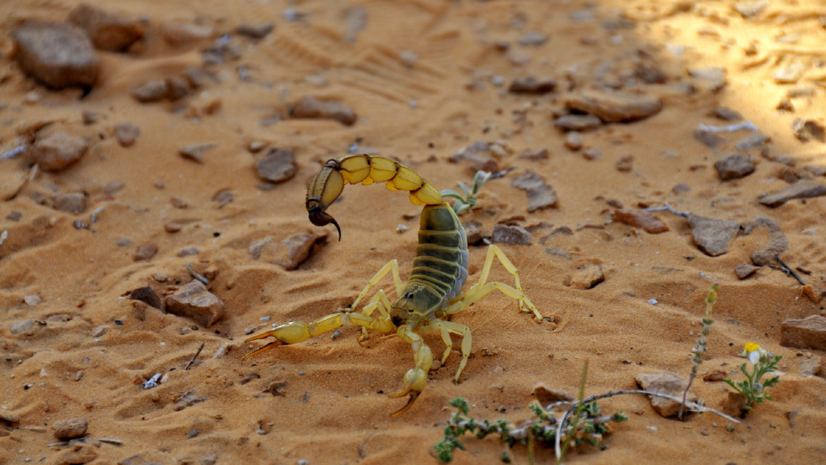 Скорпион ящерица. Скорпион в пустыне. Пустынный Скорпион. Желтый пустынный Скорпион. Песчаный Скорпион.