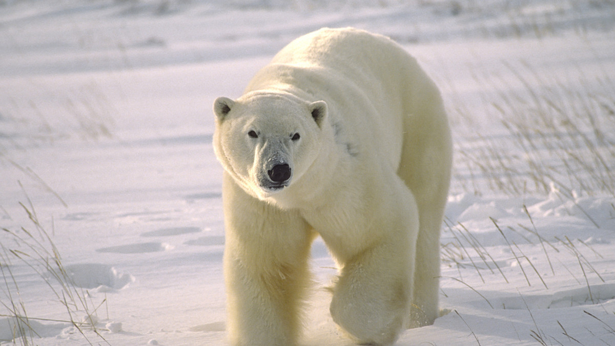 Za 50 lat na Svalbardzie może już nie być niedźwiedzi polarnych
