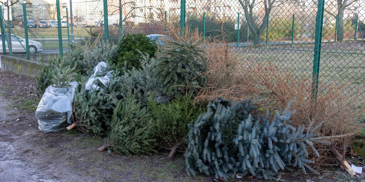 Za nieprawidłowe wyrzucenie choinki grozi mandat.