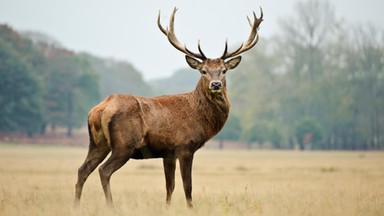 Francja: jeleń śmiertelnie ranił uczestnika polowania