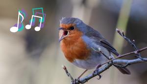 Spiritual meaning of birds singing [flypaper]