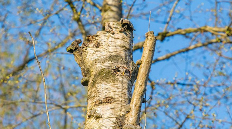 Ezen a képen egy bagoly bújt el/Fotó: Northfoto