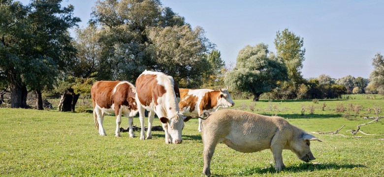 Znasz polskie przysłowia ze zwierzętami? Trudny QUIZ dla erudytów, ale mniej niż 80 proc. to wstyd!