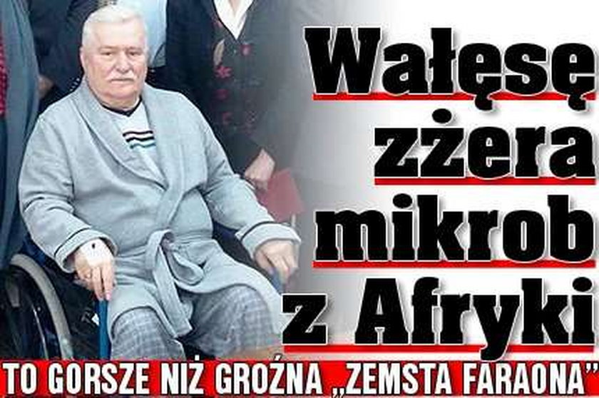 Wałęsę zżera mikrob z Afryki. To gorsze niż groźna "zemsta faraona"