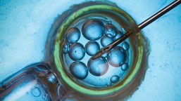 czy mąż może zablokować przeniesienie zarodka do organizmu kobiety? rz