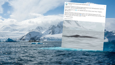 Polarnicy ze stacji antarktycznej obserwowali finwala, jednego z największych wielorybów na świecie
