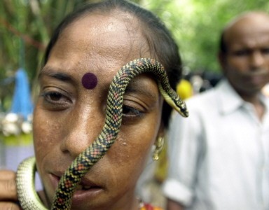 INDIA-SNAKE-FAIR-CHARMER