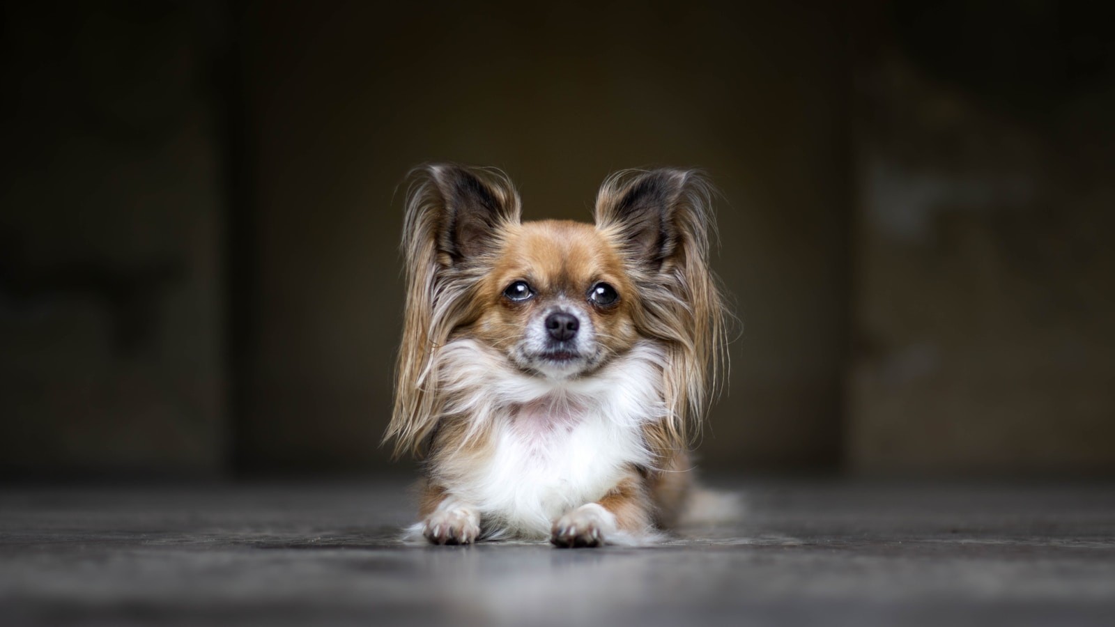 Papillon.