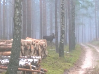 W tych pomorskich lasach możesz spotkać łosie, a nawet wilki