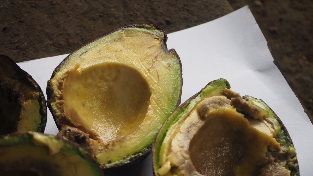 Avokado može potamneti nakon sečenja ili usled prezrelosti i kvarenja