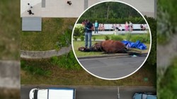 Śmierć wyczerpanej klaczy w Świnoujściu. Prokuratura wszczęła śledztwo