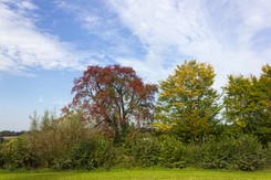 Pogoda zaskakuje. IMGW wydał ostrzeżenie I stopnia