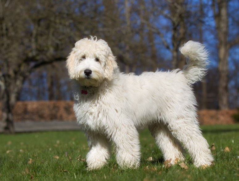 Labradoodle ma przyjazne usposobienie - Mikkel Bigandt/stock.adobe.com