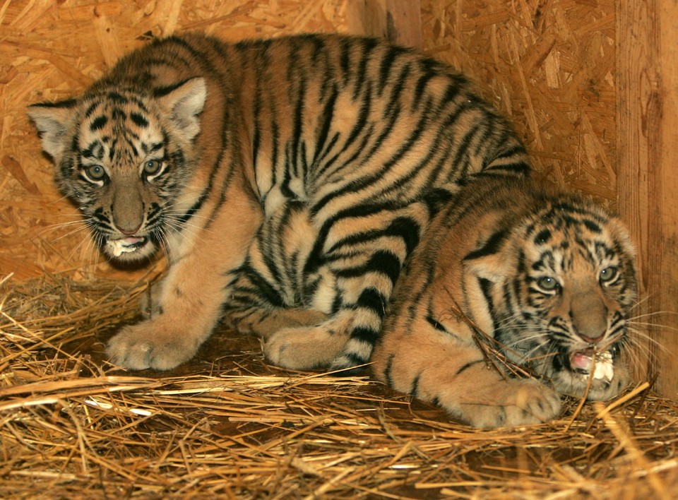 ŁÓDŹ ZOO MAŁE TYGRYSY AMURSKIE