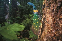 Leśny latarnik. Ten owad ma na głowie niezwykłą strukturę