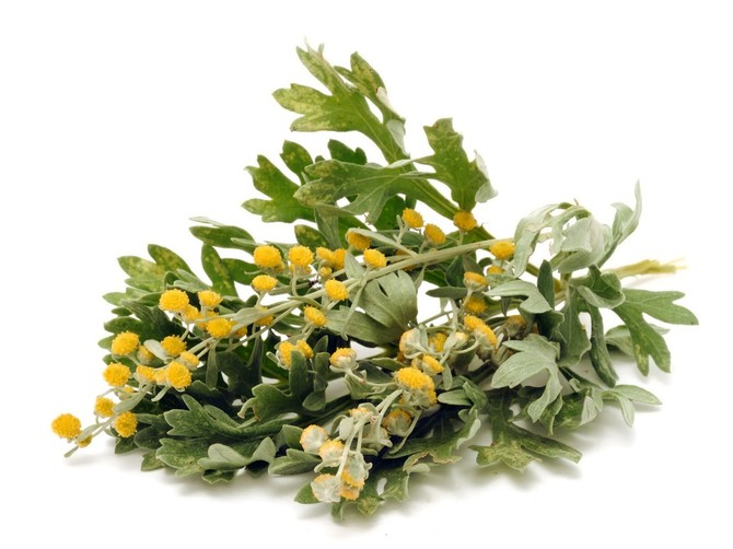 11471_WEB_1500px_stock-photo--wormwood-leaves-and-flowers-shutterstock_61864228