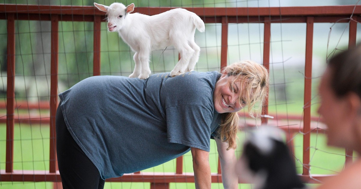 Myślicie, że joga z psami to przegięcie? Wideo z jogą z kozami podbija sieć