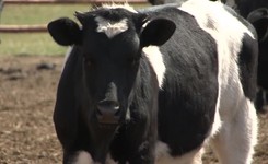 'Krowi problem' z Deszczna bliski rozwiązania. Sprawą zainteresowali się prezydent Duda i prezes PiS