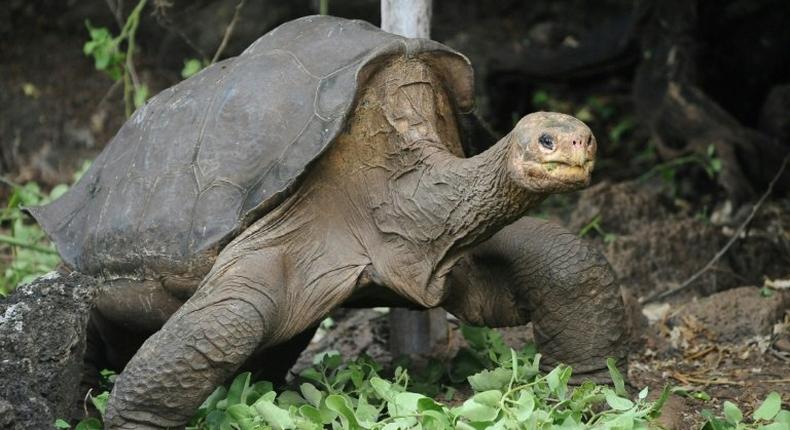 Lonesome George was thought to be around a century old when he died in June 2012