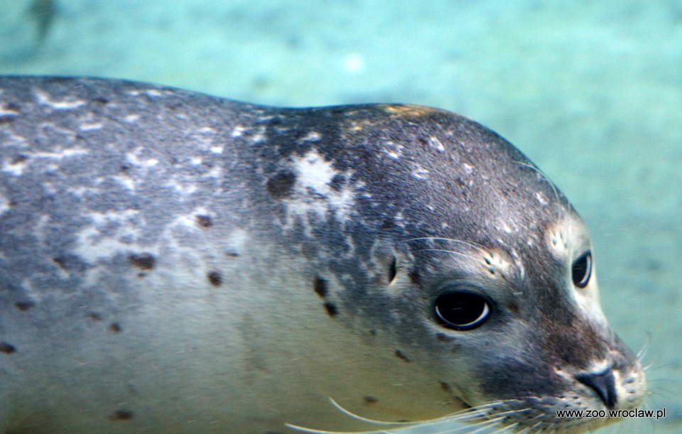 Trzy nowe foki zamieszkały we wrocławskim zoo