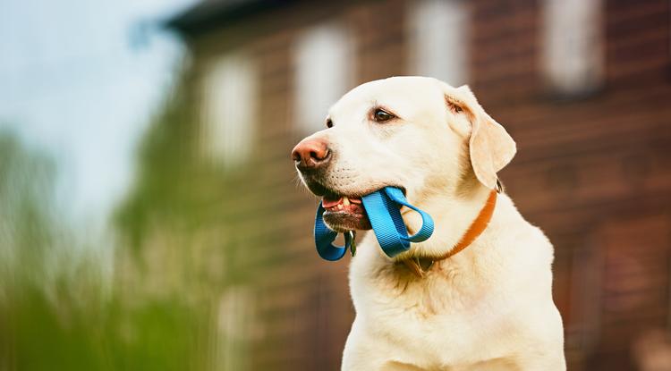 A nagy kutyaszótár - avagy, így kommunikál veled a kutyád Fotó: Getty Images