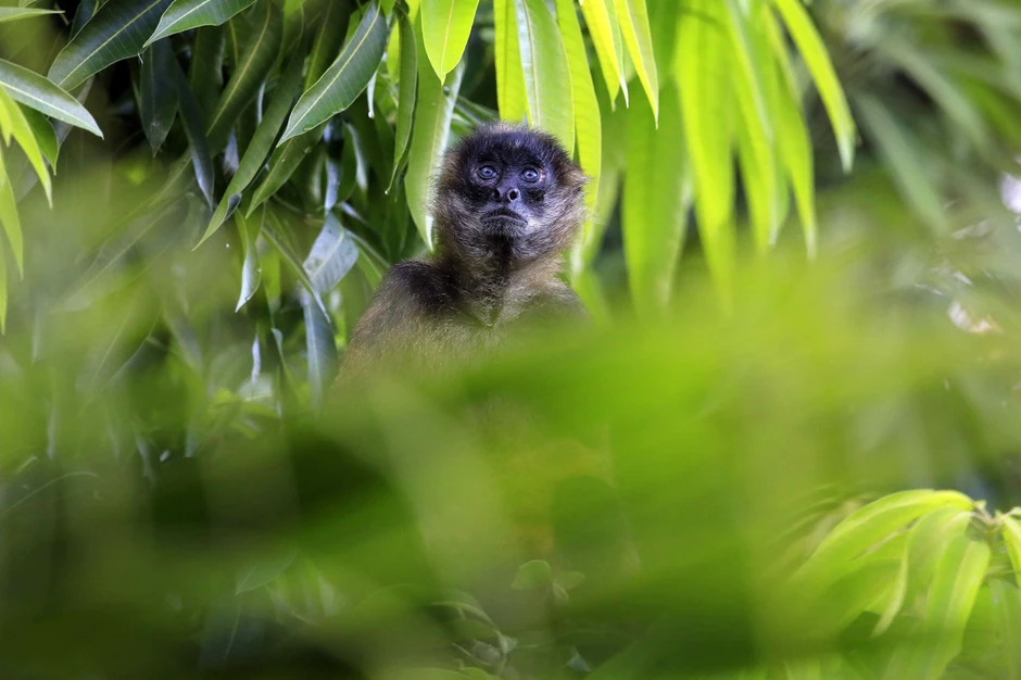 Krčenje tropskih šuma faktor rizika