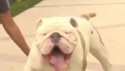 Hatalmas! Így deszkázik egy Guinness-rekorder bulldog - Videó