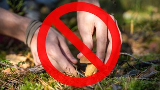 Zakaz zbierania grzybów. Przykra niespodzianka dla wielbicieli jesiennych spacerów po lesie. Wysoka grzywna za zbieranie chronionych gatunków